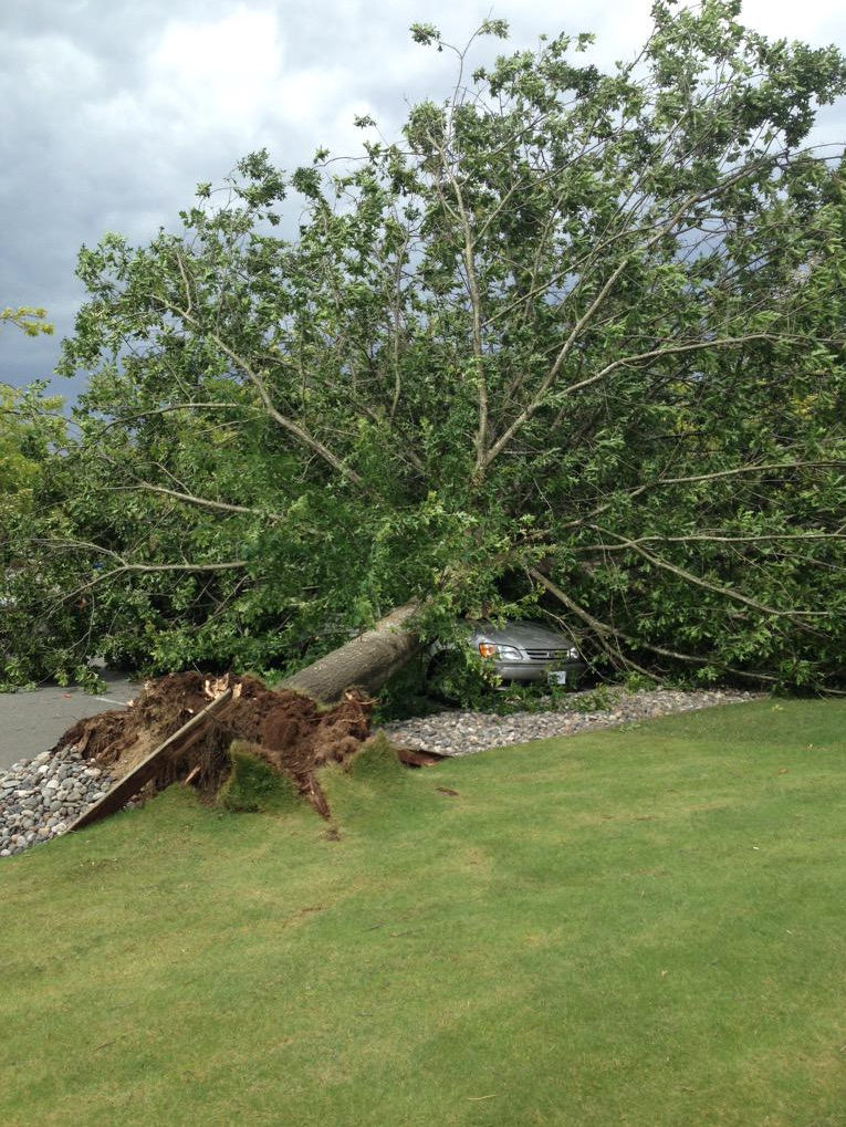 Windstorm causes hundreds of thousands of power outages in southwest B.C. | iNFOnews.ca