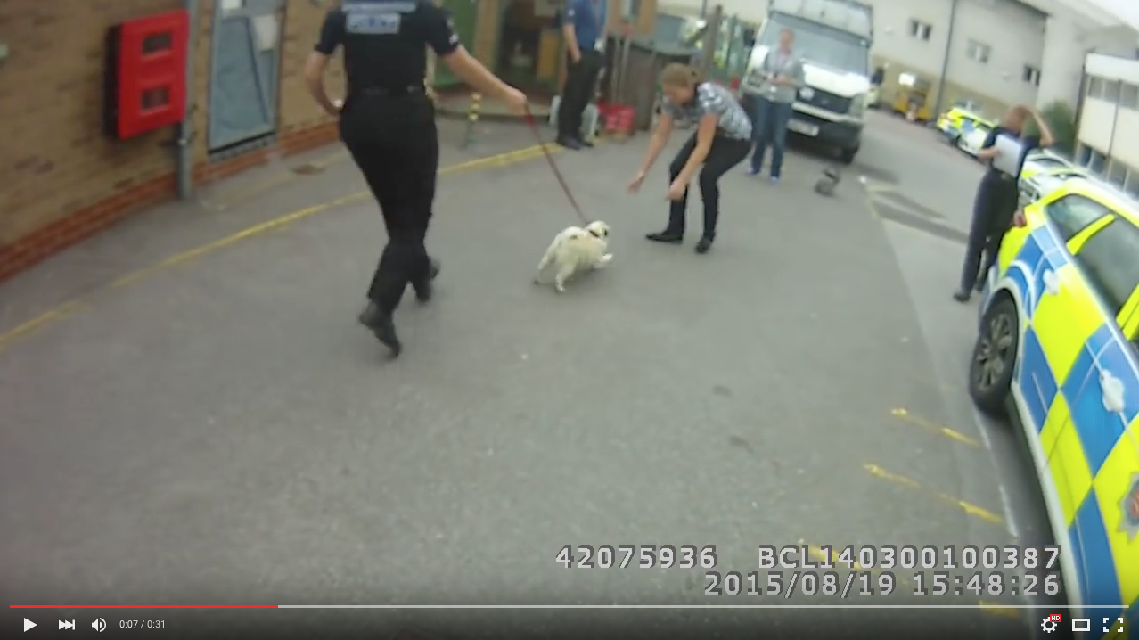 TRENDING NOW: Stolen pug reunited with owner | iNFOnews.ca TRENDING NOW: Stolen pug reunited with owner | iNFOnews.ca