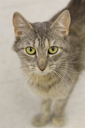 Looking for a forever home; Vernon SPCA pet of the week | iNFOnews.ca Looking for a forever home; Vernon SPCA pet of the week | iNFOnews.ca