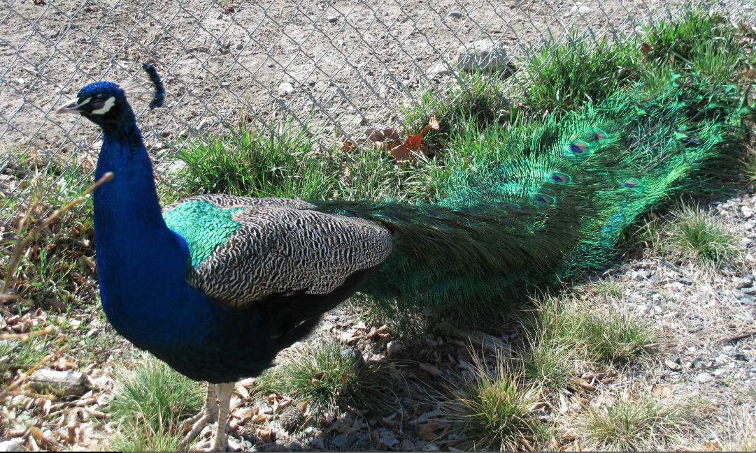Park obtains more colourful friends to roam free on grounds | iNFOnews.ca Park obtains more colourful friends to roam free on grounds | iNFOnews.ca