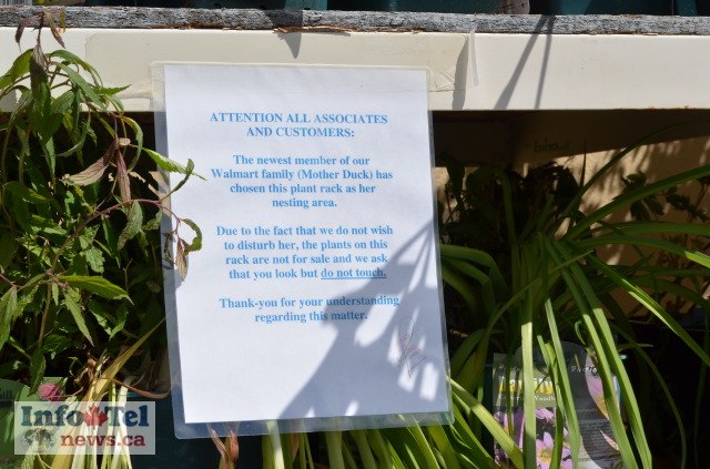 Vernon Walmart ducklings to hatch next week | iNFOnews.ca