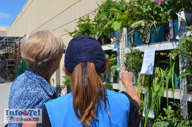 Vernon Walmart ducklings to hatch next week | iNFOnews.ca