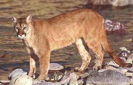 Cougar sightings on the rise | iNFOnews.ca Cougar sightings on the rise | iNFOnews.ca