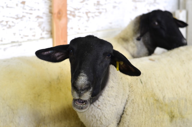 Candy apples, picnic tables and cows: A by-the-numbers count of all things IPE | iNFOnews.ca