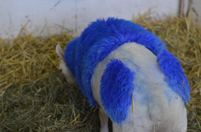 Candy apples, picnic tables and cows: A by-the-numbers count of all things IPE | iNFOnews.ca