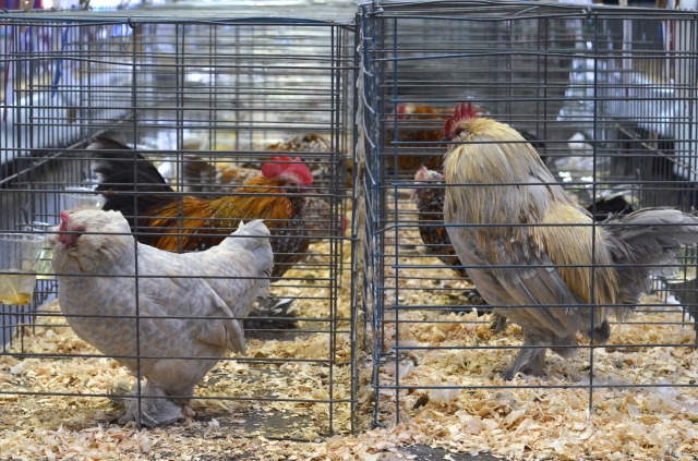 Candy apples, picnic tables and cows: A by-the-numbers count of all things IPE | iNFOnews.ca