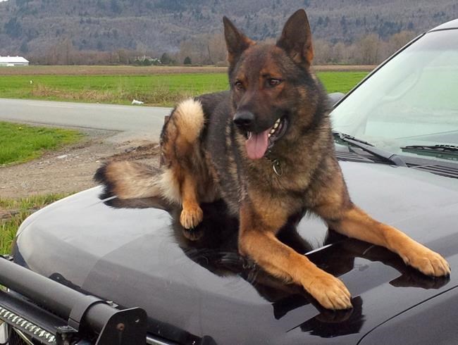Grim ending on river averted thanks to B.C. police dog named Duke: RCMP | iNFOnews.ca