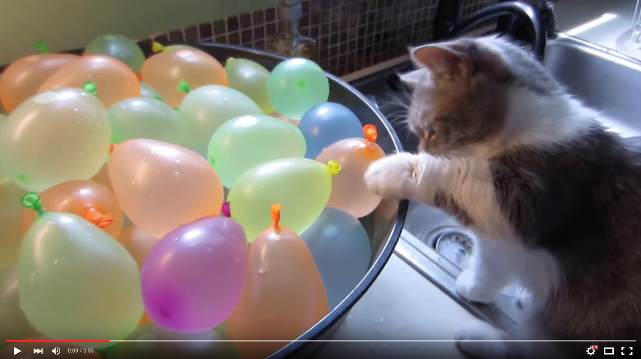 TRENDING NOW: Adorable cat pops water balloons | iNFOnews.ca