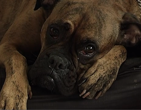 Sad dog diary | iNFOnews.ca Sad dog diary | iNFOnews.ca