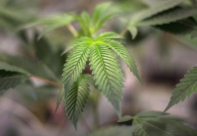 Use of medical marijuana at work poses challenges for employers: experts | iNFOnews.ca