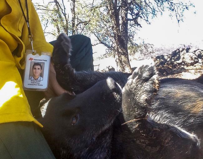 In aftermath of California wildfire, reporter reunites dog with his owner | iNFOnews.ca In aftermath of California wildfire, reporter reunites dog with his owner | iNFOnews.ca