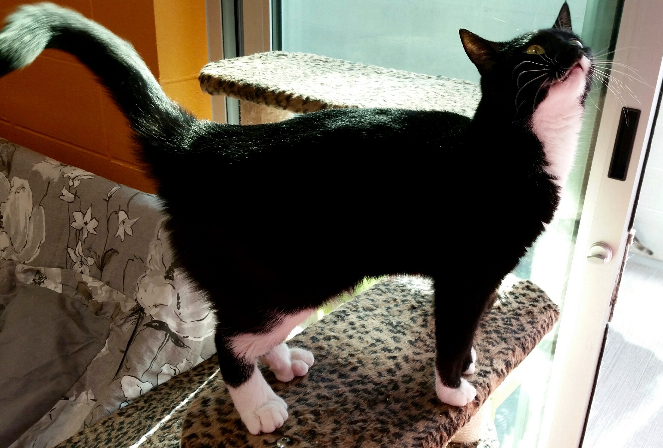 Looking for a forever home; Penticton SPCA pet of the week | iNFOnews.ca Looking for a forever home; Penticton SPCA pet of the week | iNFOnews.ca