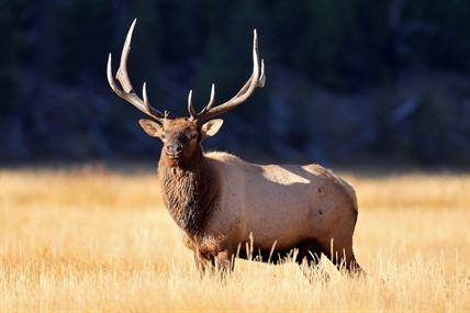 Two B.C. men face weapons charges after bull elk shot and abandoned | iNFOnews.ca