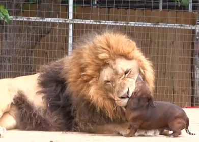 Hot dog snack? | iNFOnews.ca Hot dog snack? | iNFOnews.ca