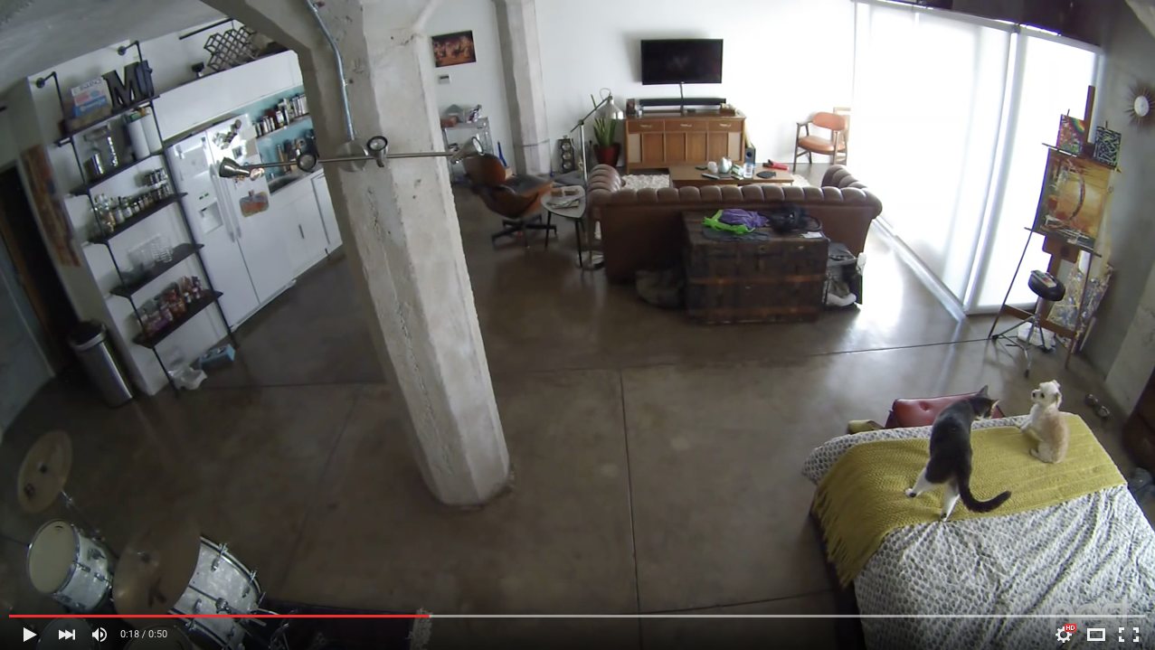 TRENDING NOW: Cat silences barking dog with stern look | iNFOnews.ca TRENDING NOW: Cat silences barking dog with stern look | iNFOnews.ca