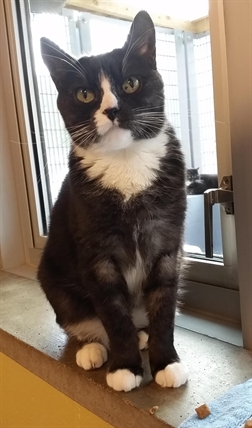 Looking for a forever home; Penticton SPCA pet of the week | iNFOnews.ca Looking for a forever home; Penticton SPCA pet of the week | iNFOnews.ca
