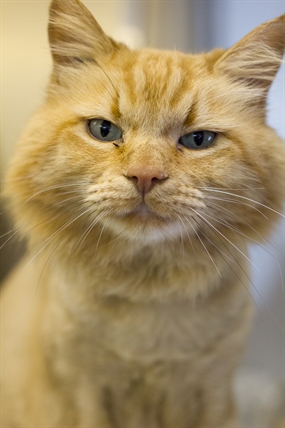 Looking for a forever home; Vernon SPCA pet of the week | iNFOnews.ca Looking for a forever home; Vernon SPCA pet of the week | iNFOnews.ca