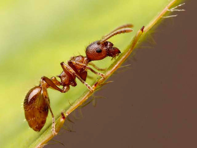 Summer wrap-up meeting for the European Fire Ant | iNFOnews.ca Summer wrap-up meeting for the European Fire Ant | iNFOnews.ca