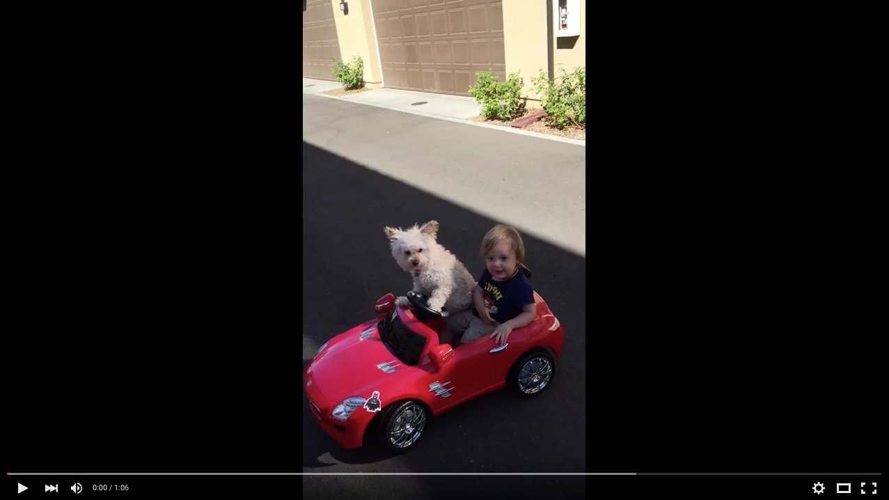 TRENDING NOW: Adorable dog behind the wheel | iNFOnews.ca TRENDING NOW: Adorable dog behind the wheel | iNFOnews.ca