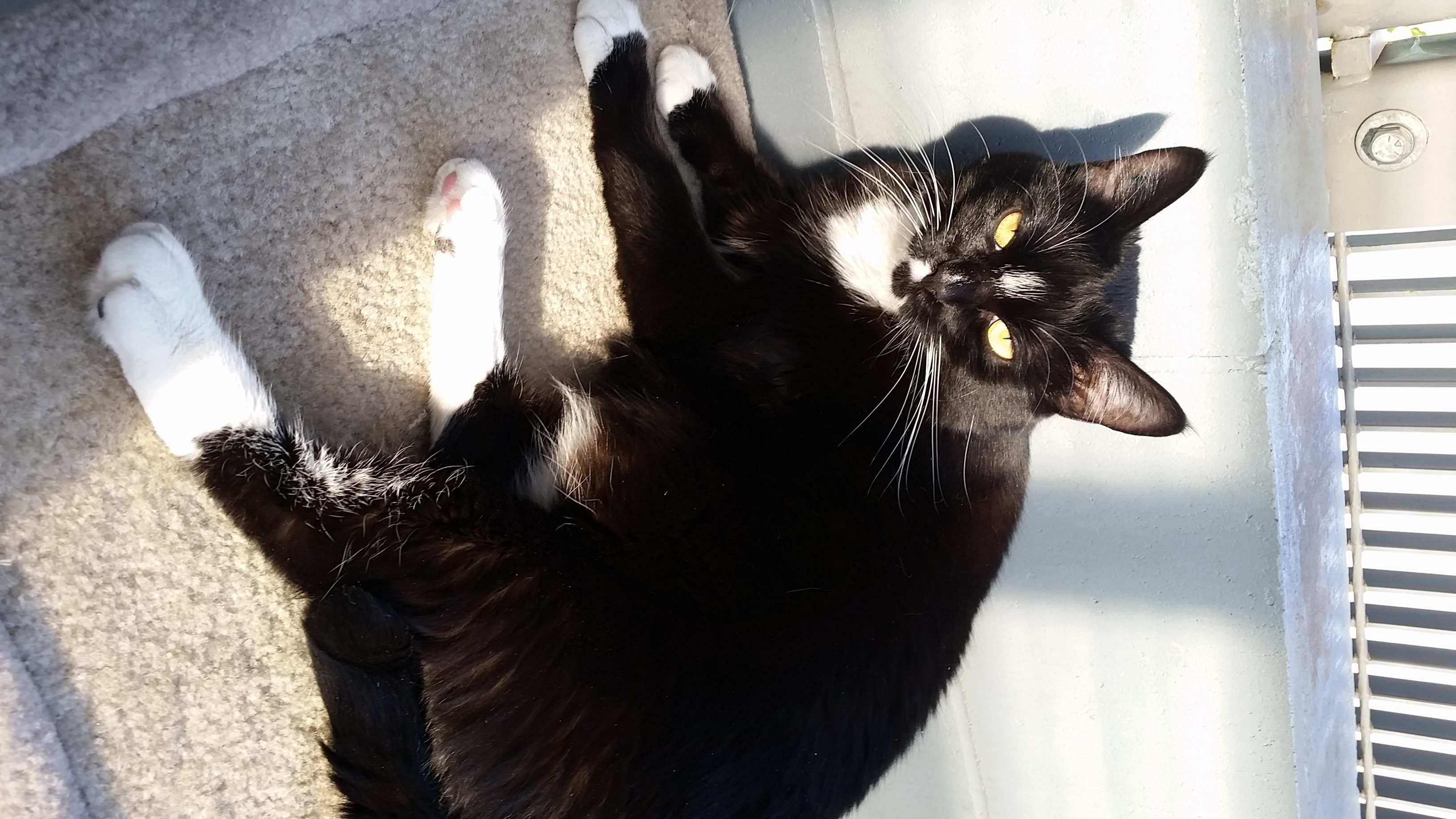 Looking for a forever home; Penticton SPCA pet of the week | iNFOnews.ca