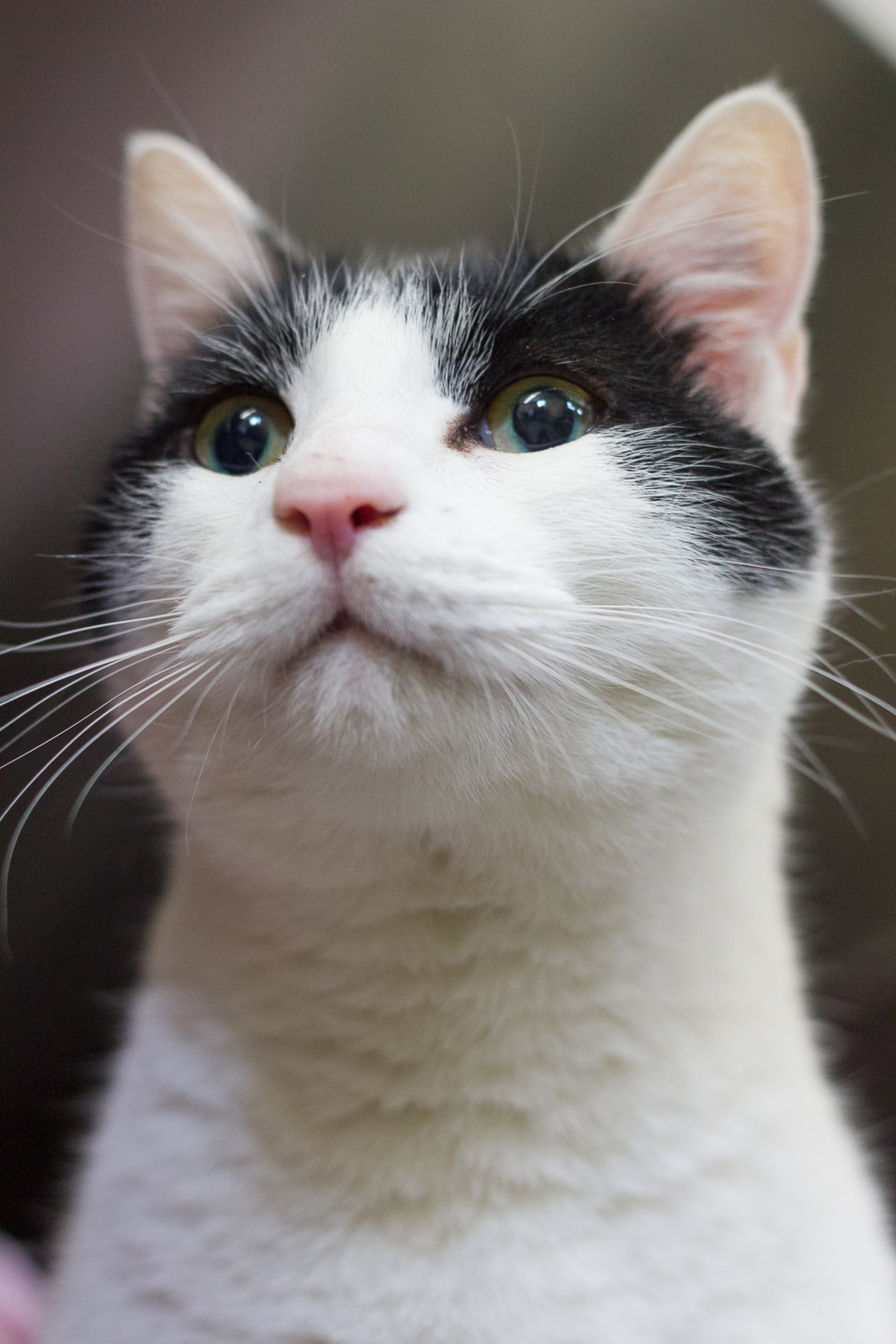 Looking for a forever home; Vernon SPCA pet of the week | iNFOnews.ca