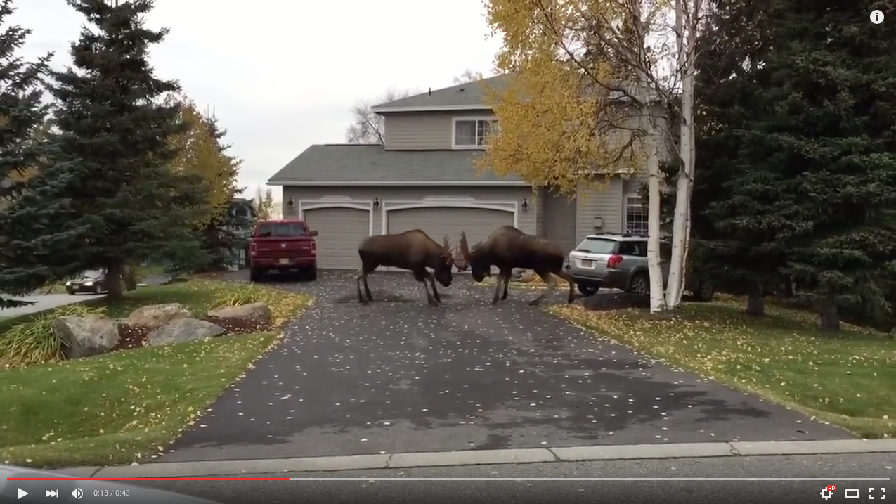 TRENDING NOW: Driveway moose fight | iNFOnews.ca