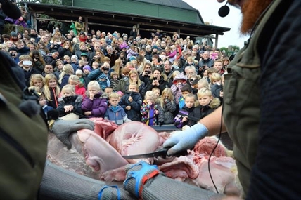 Danish zoo dissects young lion before large crowd, is criticized for its culling practices | iNFOnews.ca Danish zoo dissects young lion before large crowd, is criticized for its culling practices | iNFOnews.ca