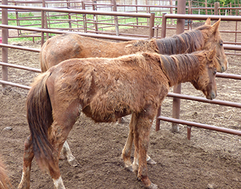 Animal seizure leads to guilty pleas by B.C. mom and daughter in cruelty case | iNFOnews.ca Animal seizure leads to guilty pleas by B.C. mom and daughter in cruelty case | iNFOnews.ca