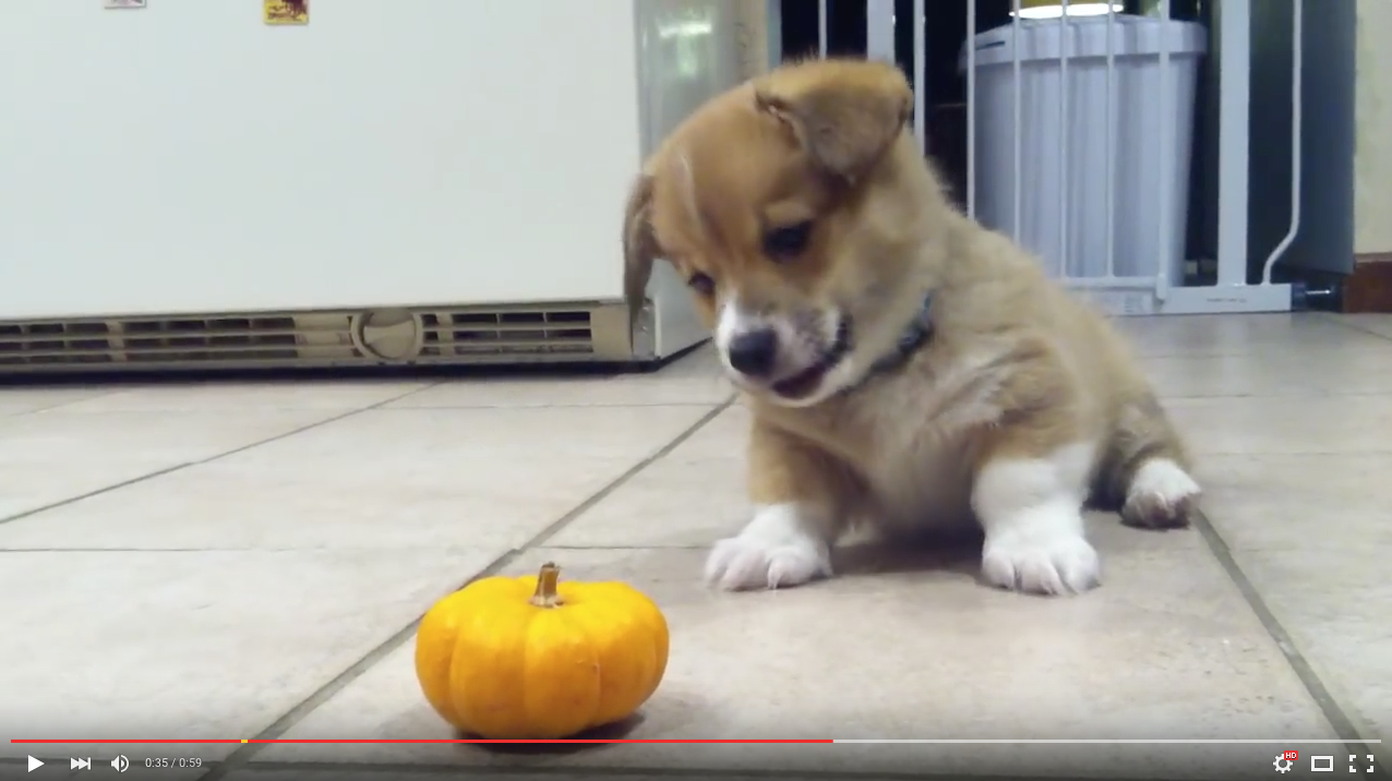 TRENDING NOW: Corgi puppy can't deal with little pumpkin | iNFOnews.ca TRENDING NOW: Corgi puppy can't deal with little pumpkin | iNFOnews.ca