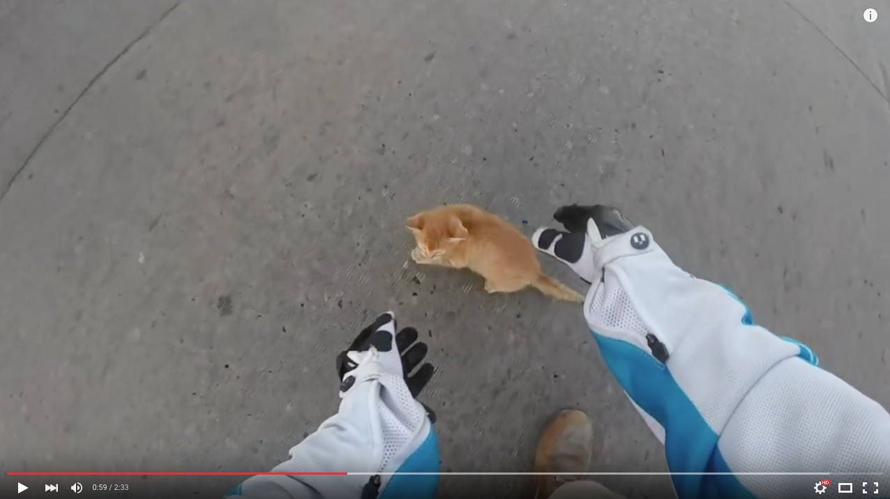 TRENDING NOW: Motorcyclist blocks traffic to save kitten | iNFOnews.ca