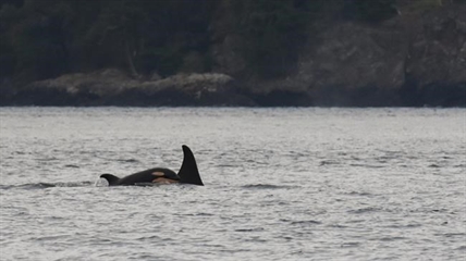 Cause of death unknown after orca calf found dead on Vancouver Island coast | iNFOnews.ca Cause of death unknown after orca calf found dead on Vancouver Island coast | iNFOnews.ca