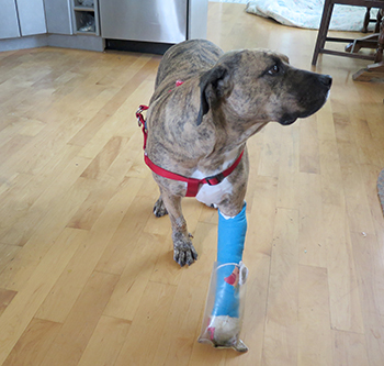 Six months in jail for B.C. man who beat dog named Bryn with baseball bat | iNFOnews.ca Six months in jail for B.C. man who beat dog named Bryn with baseball bat | iNFOnews.ca