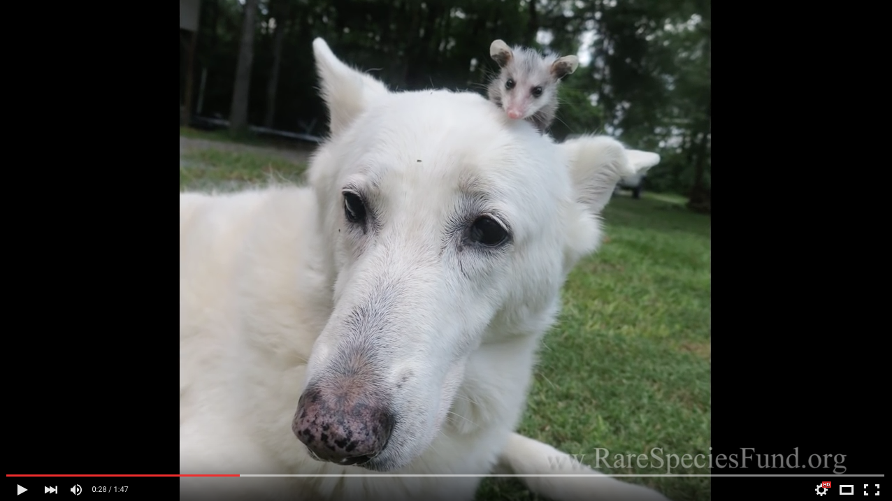 TRENDING NOW: Dog becomes foster parent for baby opossum | iNFOnews.ca