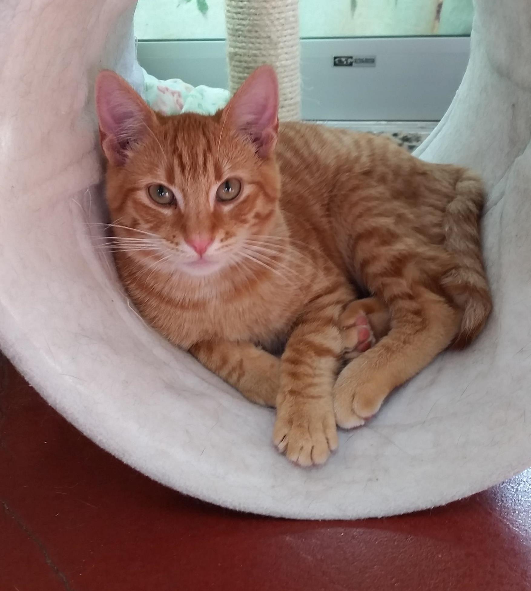 Looking for a forever home; Penticton SPCA pet of the week | iNFOnews.ca