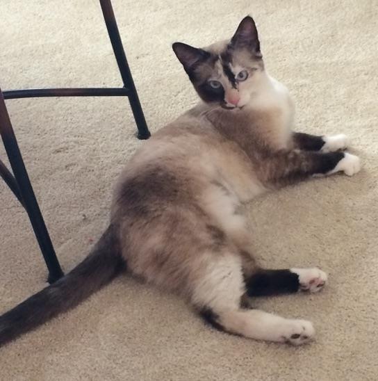Looking for a forever home; Penticton SPCA pet of the week | iNFOnews.ca