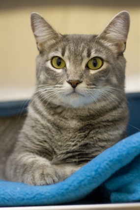 Looking for a forever home; Vernon SPCA pet of the week | iNFOnews.ca Looking for a forever home; Vernon SPCA pet of the week | iNFOnews.ca