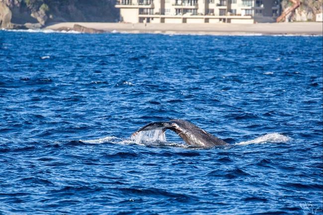 Rescuers manage to untangle whale in 2-day operation off California coast | iNFOnews.ca Rescuers manage to untangle whale in 2-day operation off California coast | iNFOnews.ca