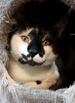 Looking for a forever home; Penticton SPCA pet of the week | iNFOnews.ca