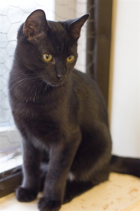 Looking for a forever home; Vernon SPCA pet of the week | iNFOnews.ca