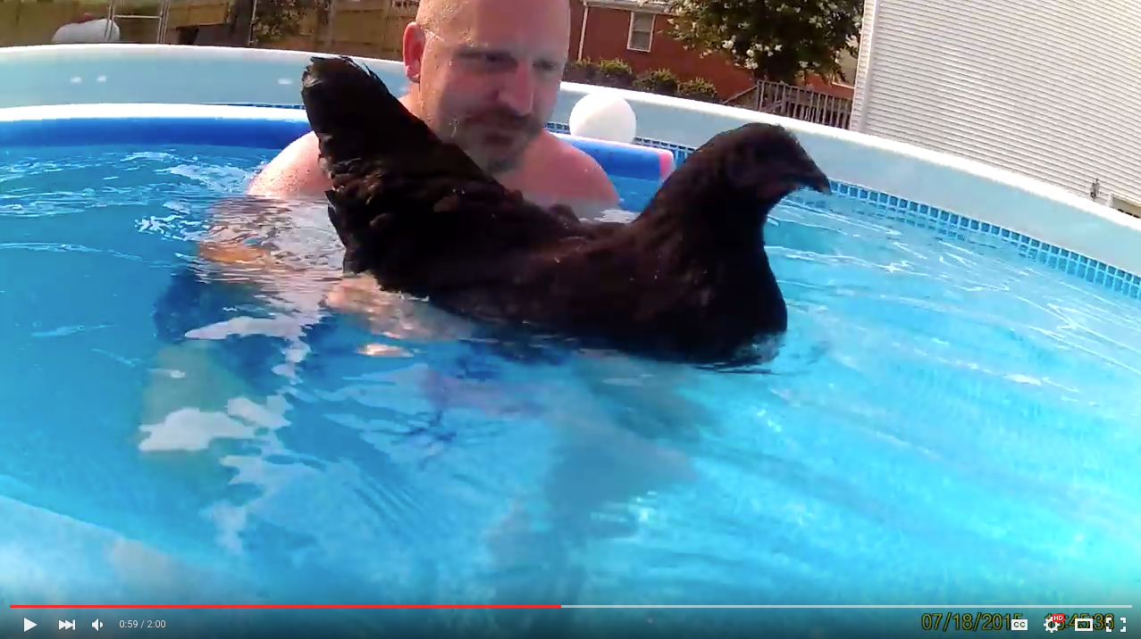 TRENDING NOW: Dare you not to laugh; floating chicken | iNFOnews.ca