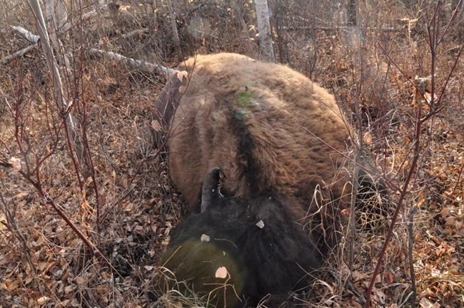 Two bison shot, killed in Elk Island National Park east of Edmonton | iNFOnews.ca