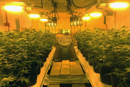 Pot farmers driven back underground following new regulations | iNFOnews.ca