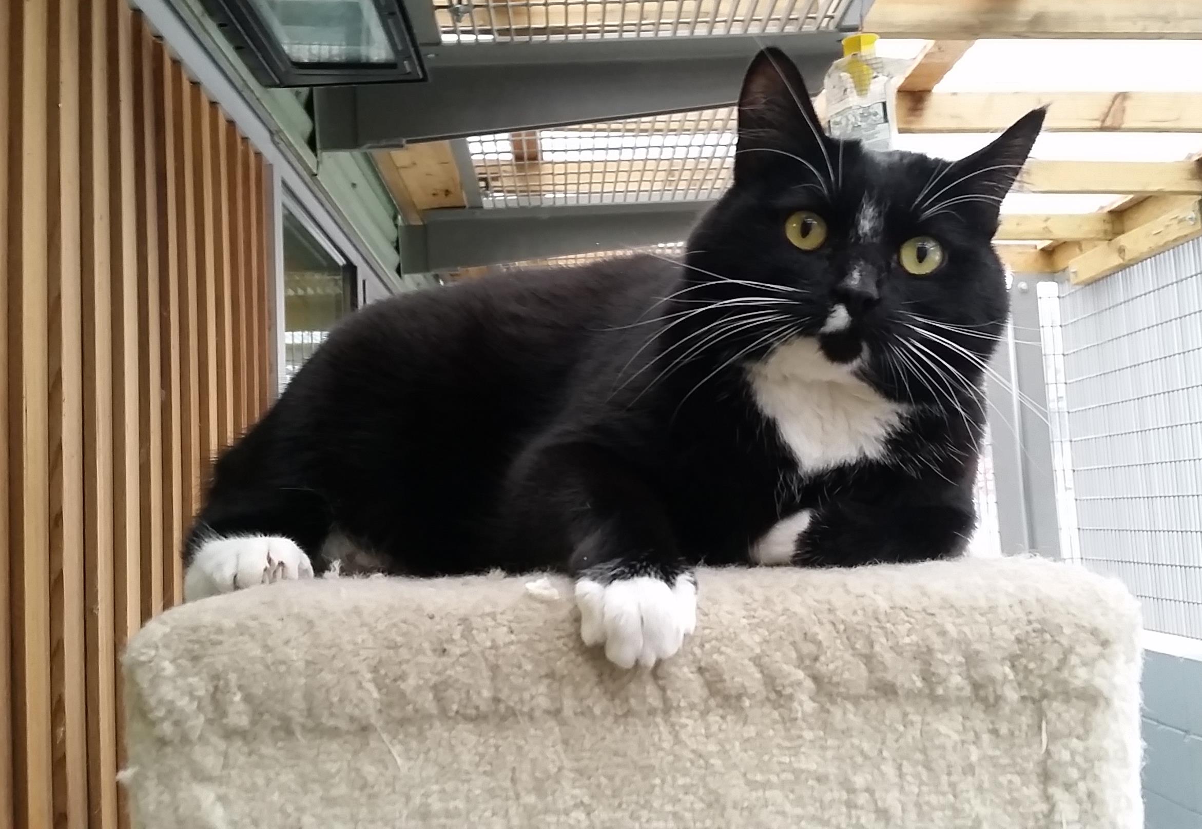 Looking for a forever home; Penticton SPCA pet of the week | iNFOnews.ca Looking for a forever home; Penticton SPCA pet of the week | iNFOnews.ca