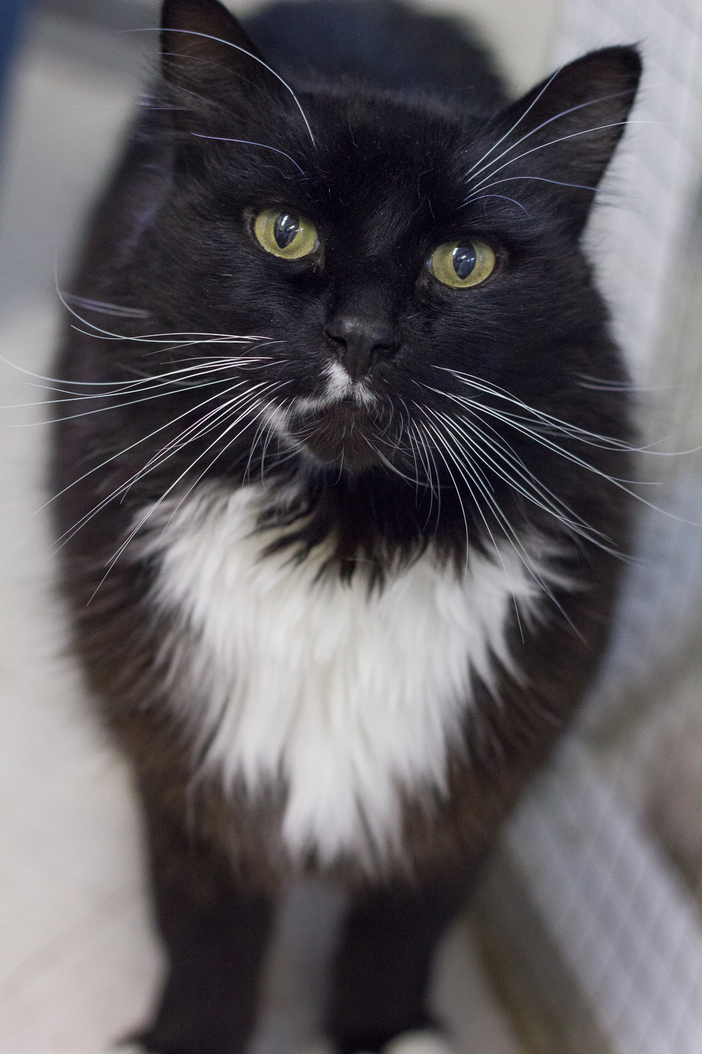 Looking for a forever home; Vernon SPCA pet of the week | iNFOnews.ca
