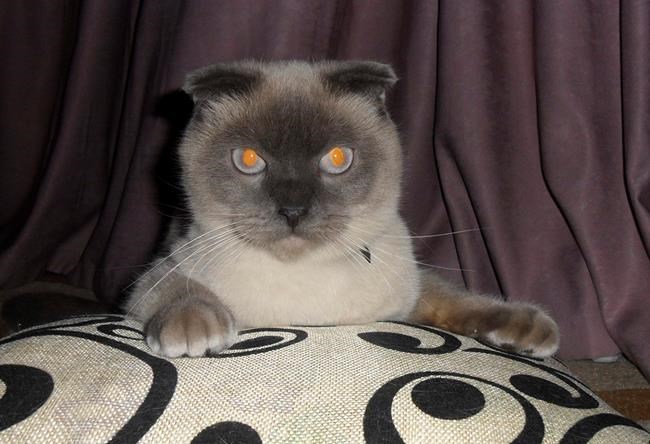 Cat more popular than six mayoral candidates in Siberian city | iNFOnews.ca
