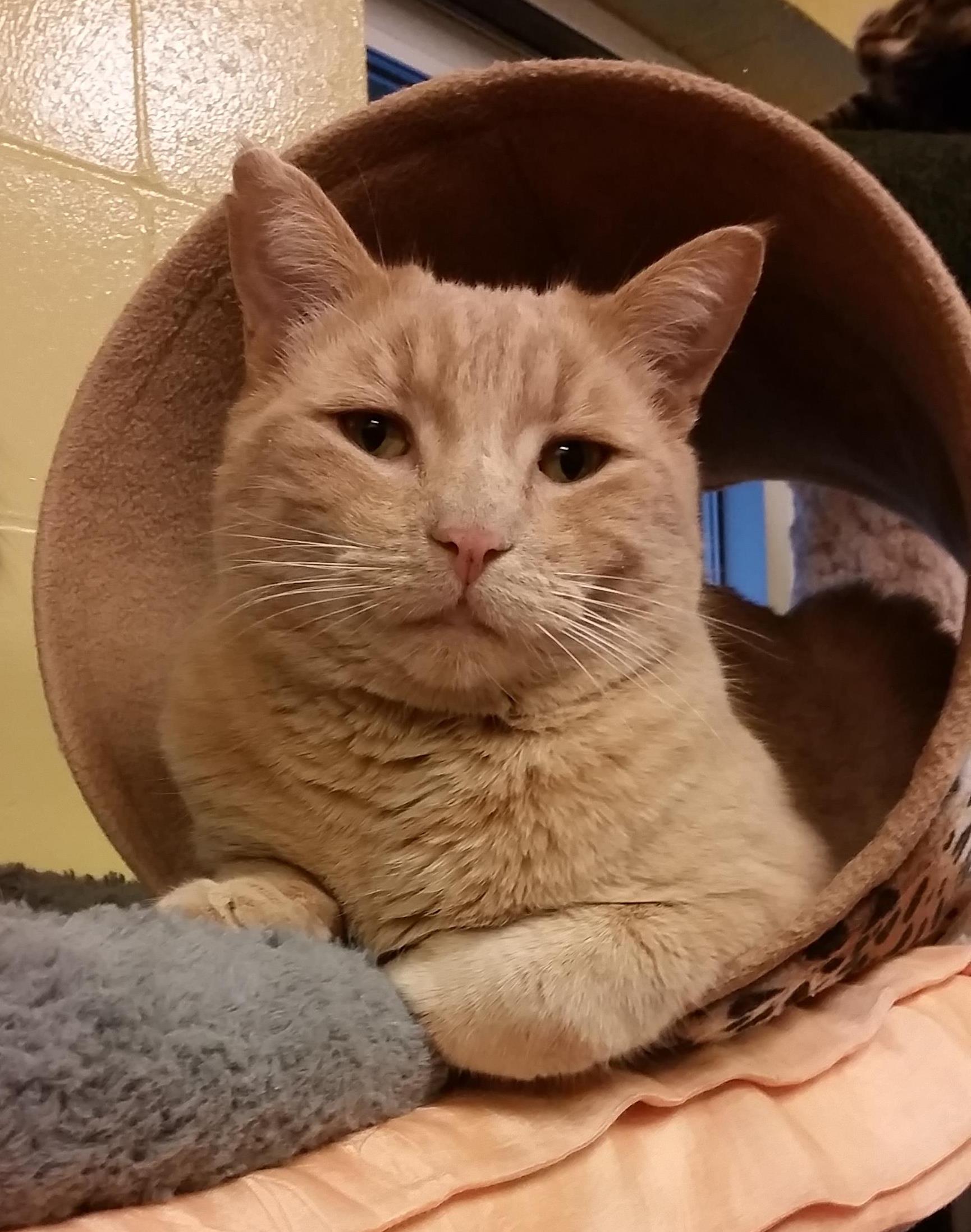 Looking for a forever home; Penticton SPCA pet of the week | iNFOnews.ca