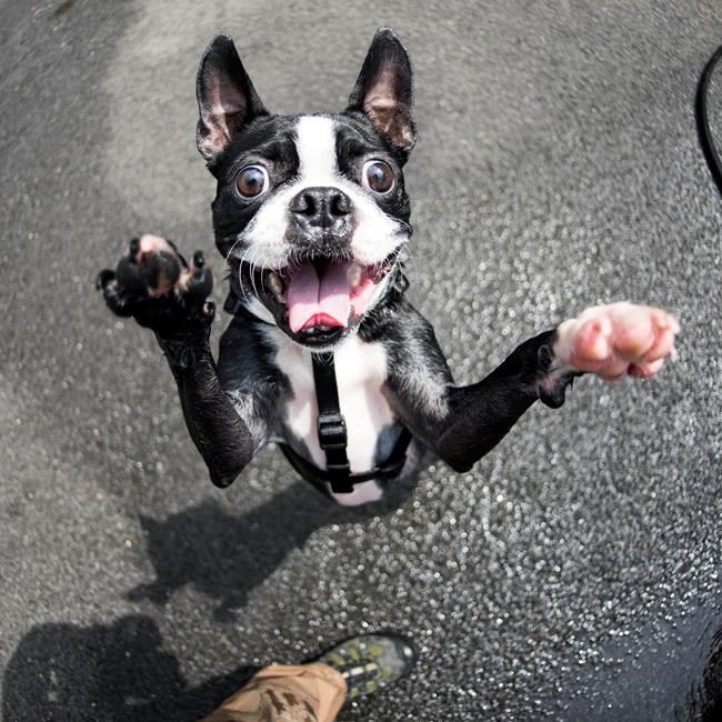 For 'The Dogist' blog and book, photographer makes dogs look human | iNFOnews.ca For 'The Dogist' blog and book, photographer makes dogs look human | iNFOnews.ca