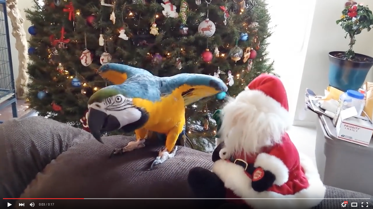 TRENDING NOW: Parrot is done with Christmas; attacks Santa | iNFOnews.ca