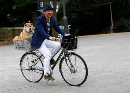 Online animals of the year got attention with cuteness, causes, big eyes — and a rat's resolve | iNFOnews.ca Online animals of the year got attention with cuteness, causes, big eyes — and a rat's resolve | iNFOnews.ca