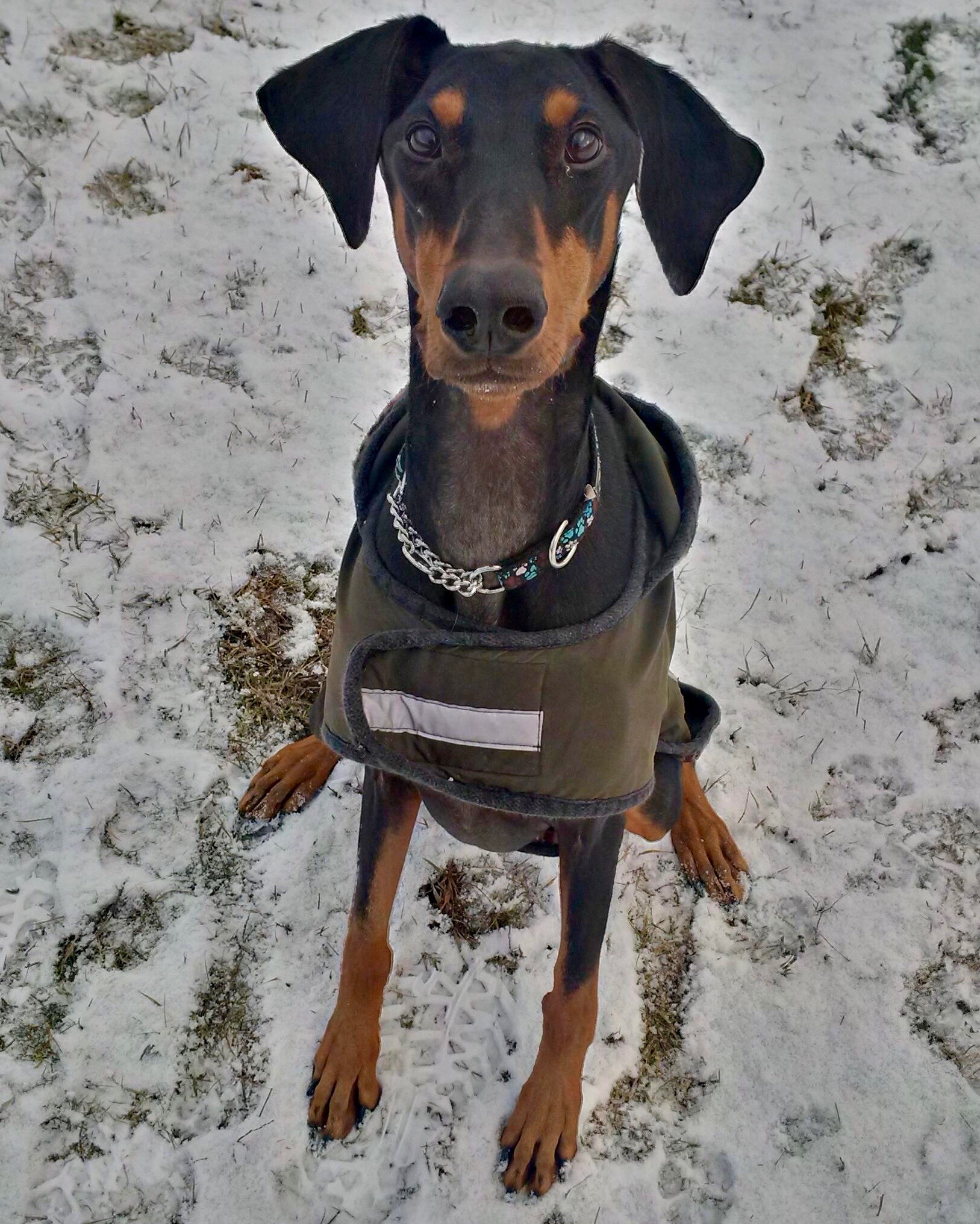 Looking for a forever home; Vernon SPCA pet of the week | iNFOnews.ca